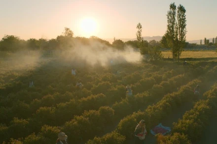 Cảnh trong phim "Vòng tay đại thụ" (In the arms of the tree).