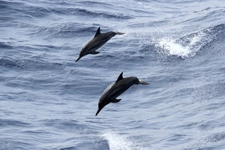 Cá heo trong màn "nhảy đôi" ở Trường Sa.