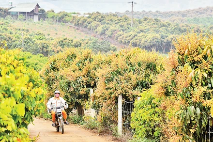 Xã Hát Lót là vùng trồng xoài tập trung lớn của huyện Mai Sơn, tỉnh Sơn La.