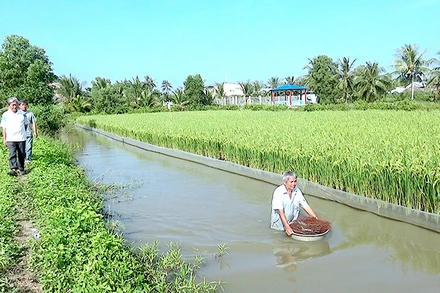 Nuôi tôm kết hợp trồng lúa tại Cà Mau được đánh giá là mô hình nông nghiệp thuận thiên thông minh, giúp nhà nông nâng cao thu nhập. (Ảnh HỮU TÙNG) 