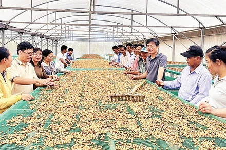 Hợp tác xã Công bằng Thanh Thái thu mua và chế biến cà-phê theo phương pháp mới.