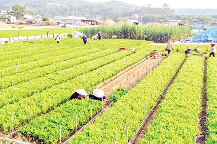 Nắng sớm trên vườn ươm.