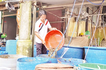 Nông dân mang cá ra chợ cá đồng Trường Xuân bán lại cho chủ vựa.