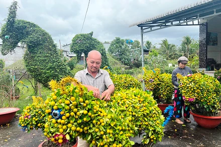 Gia đình ông Nguyễn Văn Dị (huyện Chợ Lách, tỉnh Bến Tre) tạo dáng cây quất hình linh vật bán trong dịp Tết.