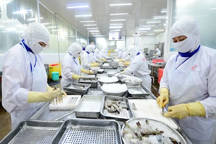 Chế biến thủy sản xuất khẩu tại Công ty cổ phần Thủy sản Cafatex (Hậu Giang). (Ảnh ĐỨC AN)