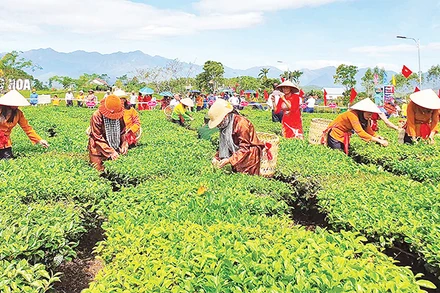 Thi hái chè tại Lễ hội Trà Đường Hoa, huyện Hải Hà (Quảng Ninh).