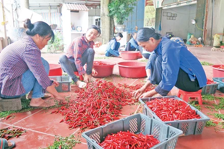 Người dân ở thị trấn Đồng Mỏ thu hái và tuyển chọn ớt phục vụ xuất khẩu.