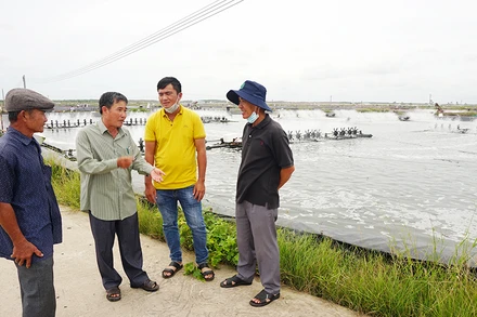 Nông dân tỉnh Sóc Trăng trao đổi kinh nghiệm nuôi tôm công nghệ cao. (Ảnh NGUYỄN PHONG)