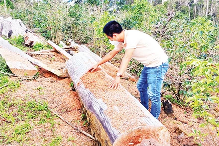 Vườn trồng sâm dây manh mún ở Hợp tác xã nông nghiệp Tuyết Sơn Kon Plông chứ không phải trồng sâm Ngọc Linh như quảng bá.