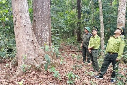Cán bộ kiểm lâm huyện Vĩnh Thạnh thường xuyên kiểm tra, kiểm soát, quản lý rừng phòng hộ.