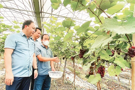 Anh Lục Vân Anh (người đeo khẩu trang) giới thiệu sản phẩm nho đen trong nhà lưới với Chủ tịch Hội Nông dân tỉnh Yên Bái.