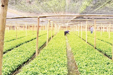 Nhiều hộ nông dân ở xã Kim Đồng, huyện Tràng Định, tỉnh Lạng Sơn xây dựng vườn ươm giống cây quế, hồi.