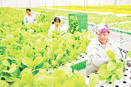 Thu hoạch rau sạch tại nông trường VinEco (thị trấn Tam Đảo, tỉnh Vĩnh Phúc). (Ảnh THANH HÀ)