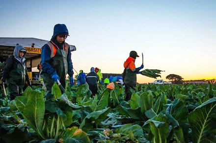 Người dân các đảo quốc Thái Bình Dương có thêm cơ hội việc làm tại Australia. (Ảnh ABC.NET.AU)
