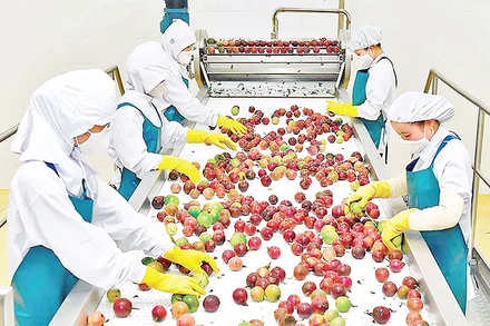 Chế biến chanh dây tại Trung tâm Chế biến rau quả Doveco Gia Lai. (Ảnh ĐỨC THỤY) 