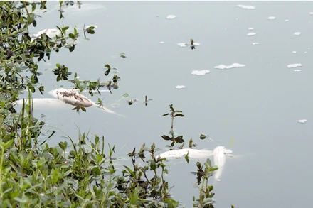 Cá chết tại hồ điều hòa Văn Miếu Bắc Ninh.