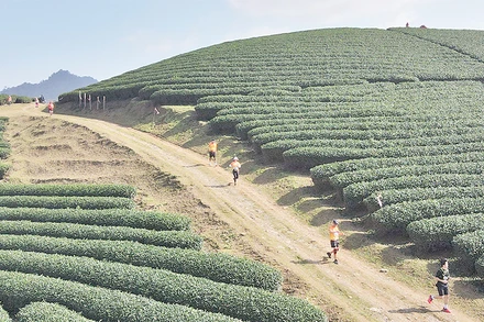 Các vận động viên băng qua đồi chè tại Giải chạy Marathon đường mòn Việt Nam được tổ chức ở huyện Mộc Châu, Sơn La.