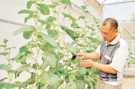 Anh Ngô Xuân Đức, ở bản Huổi Phạ, phường Him Lam chăm sóc dưa lưới trồng trong nhà màng theo tiêu chuẩn sản xuất nông nghiệp sạch.