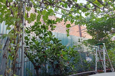 Một công trình tự ý xây dựng lấn chiếm trên diện tích đất lâm nghiệp.