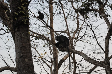 Đàn voọc trên núi Cô Tô, huyện Tri Tôn, tỉnh An Giang.