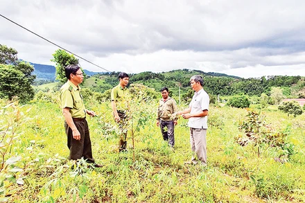Lực lượng Kiểm lâm tỉnh Kon Tum hướng dẫn người dân chăm sóc cây rừng.