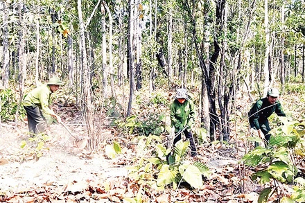 Lực lượng kiểm lâm Vườn Quốc gia Yok Đôn phối hợp với người dân làm đường băng cản lửa để phòng cháy, chữa cháy rừng.