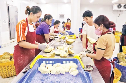 Bóc múi sầu riêng cấp đông phục vụ xuất khẩu tại huyện Krông Pắc, tỉnh Đắk Lắk. (Ảnh CÔNG LÝ) 