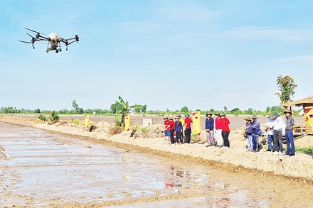 Nhiều hợp tác xã sạ lúa bằng thiết bị bay theo mô hình "Cánh đồng không dấu chân".