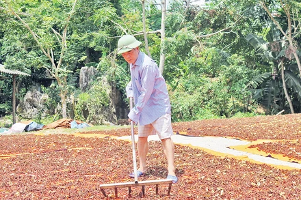 Người dân ở huyện Bình Gia (Lạng Sơn) thu hoạch hoa hồi, phơi khô phục vụ xuất khẩu.