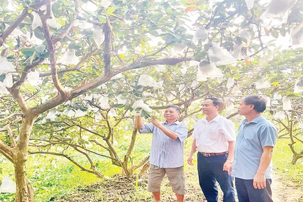 Mô hình trồng ổi ở xã Khánh Thành, huyện Yên Khánh.