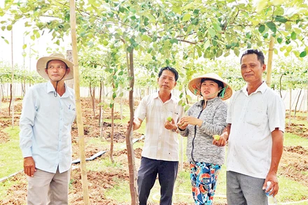 Cán bộ Quỹ Hỗ trợ nông dân tỉnh Ninh Thuận kiểm tra, xác định hiệu quả "Dự án hỗ trợ trồng táo liên kết theo chuỗi giá trị tại thôn Nha Húi, xã Mỹ Sơn, huyện Ninh Sơn".