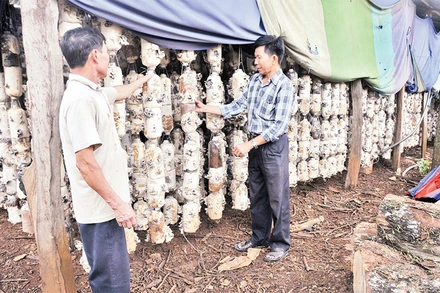 Mô hình trồng nấm của ông Nguyễn Văn Luân (bên trái) (thôn 5, xã Tâm Thắng, huyện Cư Jút) cho thu nhập hàng trăm triệu đồng mỗi năm.