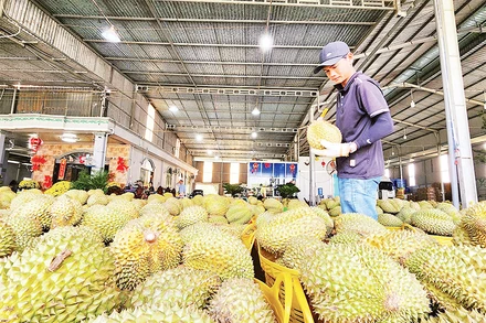 Thu mua sầu riêng phục vụ xuất khẩu trên địa bàn huyện Cai Lậy, tỉnh Tiền Giang. (Ảnh NGUYỄN SỰ)