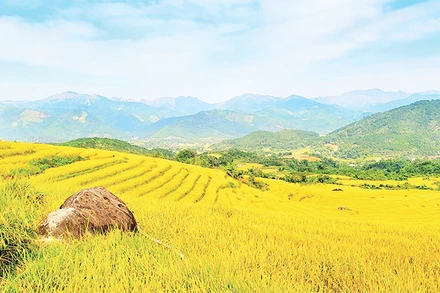 Những thửa ruộng bậc thang rực rỡ sắc mầu tạo nên khung cảnh tuyệt đẹp của mùa vàng Bình Liêu.