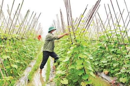 Mô hình trồng rau hữu cơ tại xã Trung Giãn, huyện Sóc Sơn.