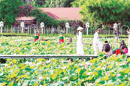 Hàng chục héc-ta đất trồng lúa kém hiệu quả đã được nông dân Ninh Bình chuyển đổi sang trồng sen phục vụ du lịch, cho thu nhập cao. (Ảnh MINH ĐƯỜNG)