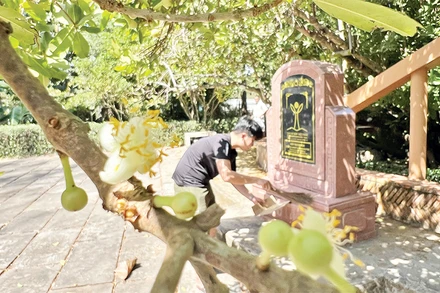 Người dân xem việc nhặt hoa bạch mai mang về nhà như là "xin lộc" đầu Xuân.