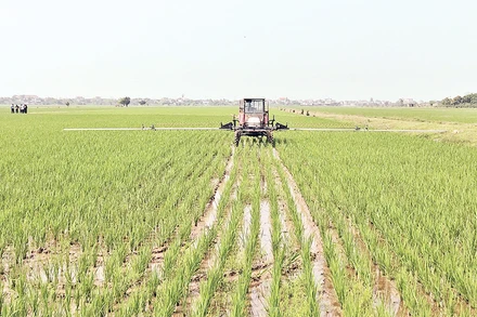 Người dân xã An Ninh, huyện Quỳnh Phụ, tỉnh Thái Bình bón phân bằng máy tại cánh đồng sản xuất theo quy mô lớn.