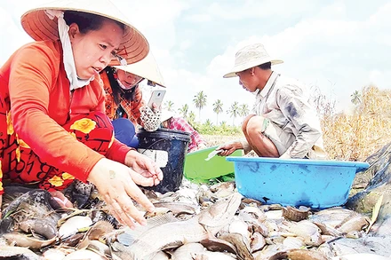Thu hoạch cá đồng theo cách thức truyền thống của nông dân vùng ngọt tỉnh Cà Mau.