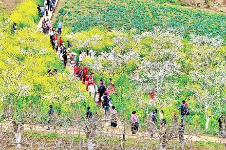 Những vườn mận ở thôn Lả Gì Thàng, xã Tả Van Chư.