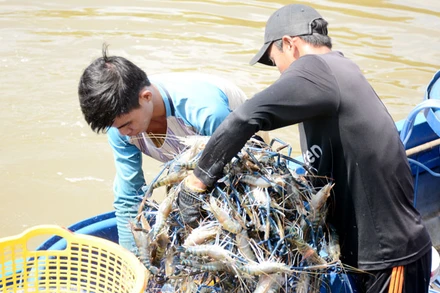 9 tháng năm 2023, sản lượng khai thác, nuôi trồng thủy sản tỉnh Kiên Giang đạt hơn 578.100 tấn. 