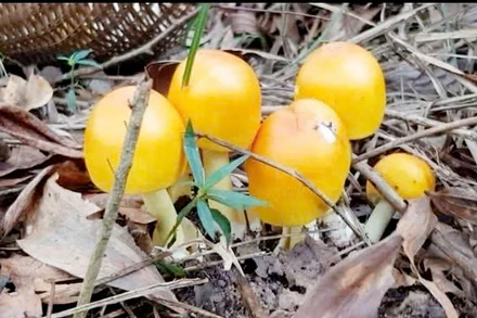 Một loại nấm tên "nấm trứng gà".