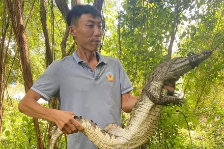 Lực lượng chức năng tiếp tục bắt thêm cá sấu xổng chuồng ở Công viên văn hóa An Hòa.