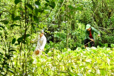 Lực lượng chức năng truy bắt cá sấu xổng chuồng.