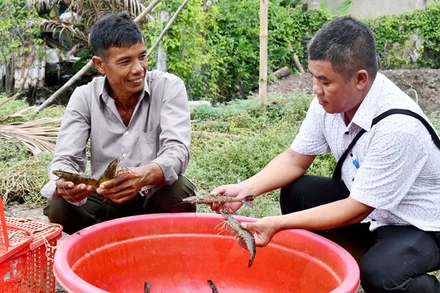 Ông Danh Kha (bên trái) thu hoạch tôm.