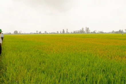 Vùng lúa của anh Đ.N.T bị phun thuốc diệt cỏ có hiện tượng bị vàng lá và chết dần. 