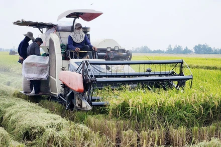 Thu hoạch lúa từ Đề án 1 triệu ha lúa chất lượng cao của Hợp tác xã Vinacam, ở xã Nam Thái Sơn, huyện Hòn Đất, tỉnh Kiên Giang. 