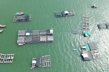 Nuôi cá lồng bè ở xã đảo Tiên Hải, thành phố Hà Tiên, tỉnh Kiên Giang.