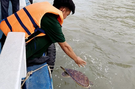 Cán bộ Đồn Biên phòng cửa khẩu cảng Hòn Chông thả rùa biển về môi trường tự nhiên.