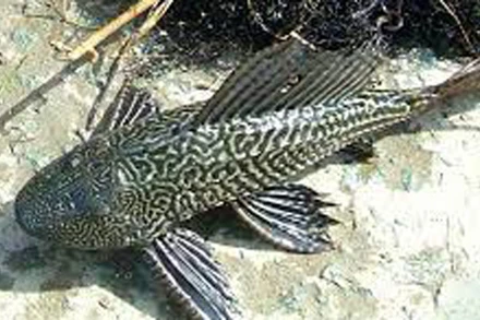 Cá lau kính. (Ảnh minh họa)